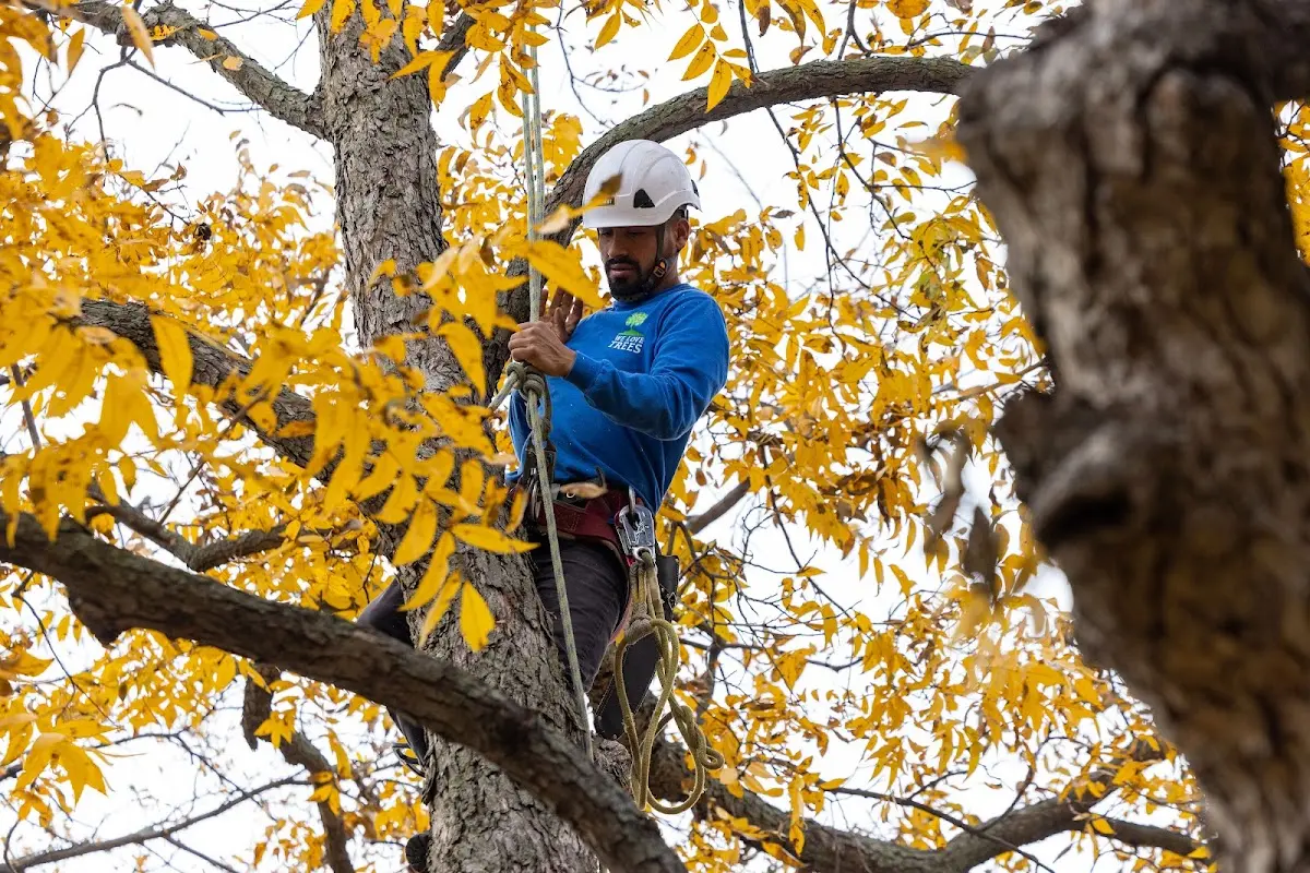 Skilled Tree Transplanting crew working in Wesley